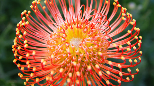 Protea Pinwheel