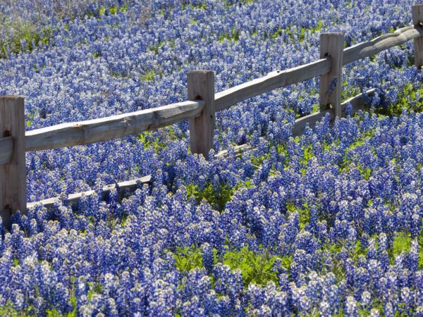 Bluebonnets of Willow City, Texas