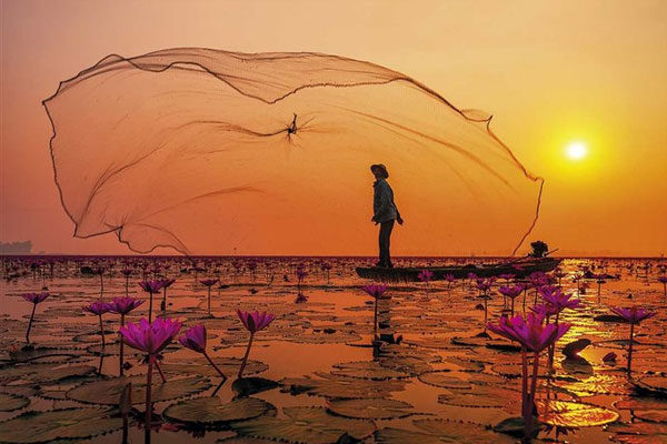 Thailand, the lake of the lotus flower