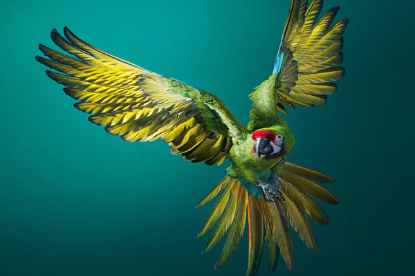 The military macaw