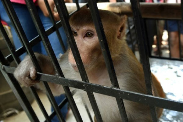 Monkey prison