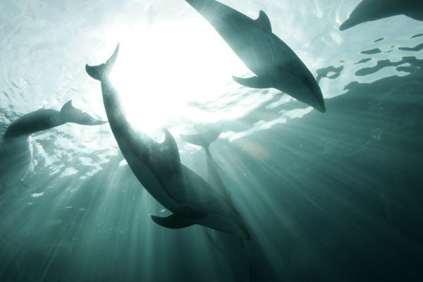 Astute dolphins