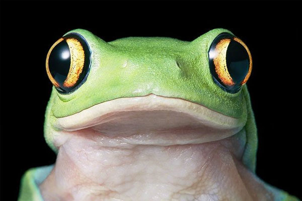 Yellow-eyed Lead Frog