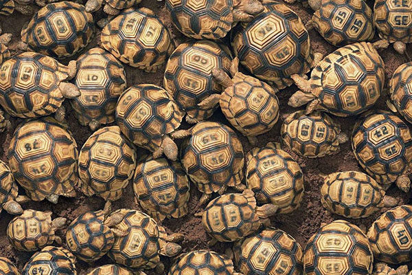 Ploughshare tortoises