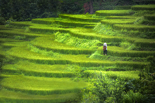 Rice Terrace, Indonesia