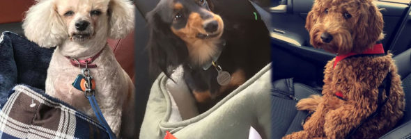 Pets adorable reactions when they realized they were going to the vet