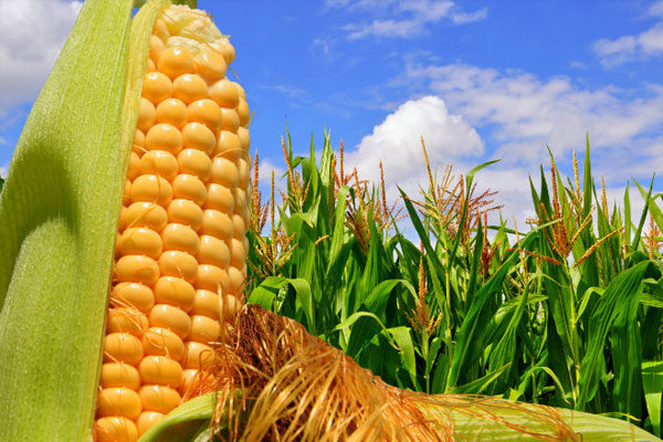 Modified corn