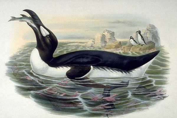 The great auk