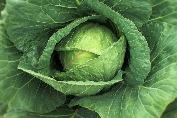 Modified cabbage