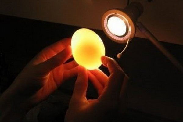 The Transparent and Bouncy Egg