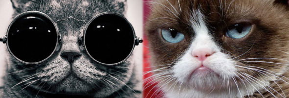 The most famous cats in the world