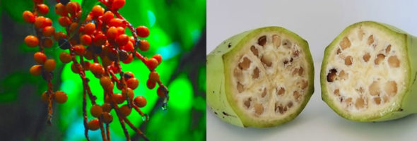 Many fruits and vegetables looked totally different before we domesticated them