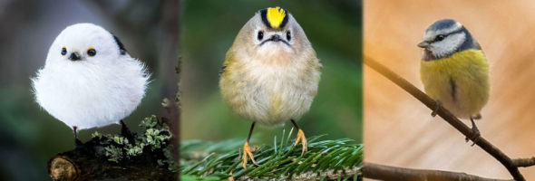 Angry Birds in real life, these birds are so adorable