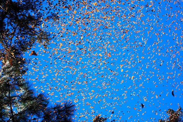 Monarch butterfly migration, U.S. and Mexico