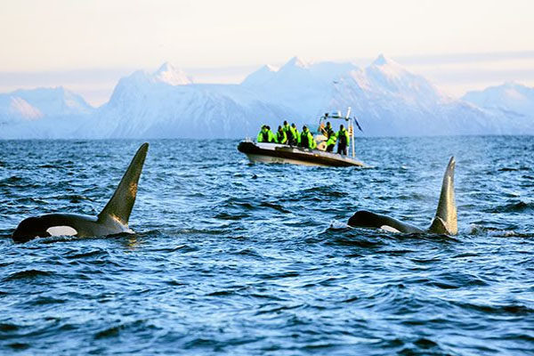 Watching whales - Norway & Iceland