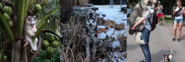 These pictures prove that huskies are the coolest dogs