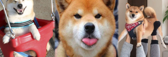 Photos of Shiba Inus that will make you feel happy