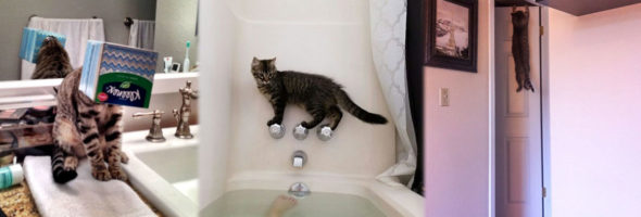 Best photos of cats getting in trouble